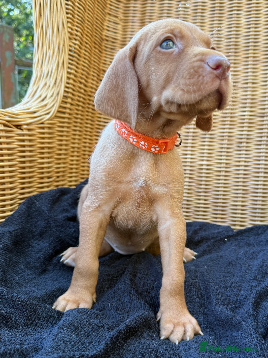 Hungarian Vizsla dogs for sale:  KC Vizsla pups DNA Tested Hip Elbow Scored - Image 5