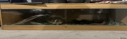 Python Snake reptiles for sale: Gorgeous Ball Python named Indie  - Advert 2