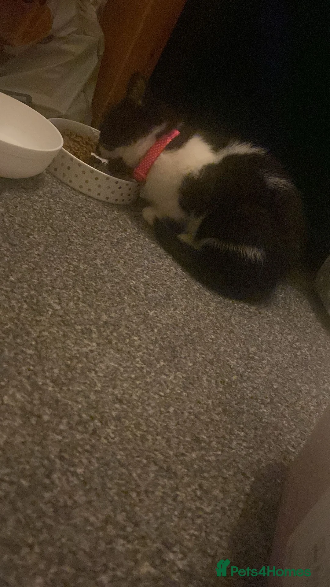 British Shorthair cats for sale: British short hair kitten  - Advert 8