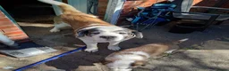 Saint Bernard dogs for sale: Beautiful saint Bernard puppies - Advert 2