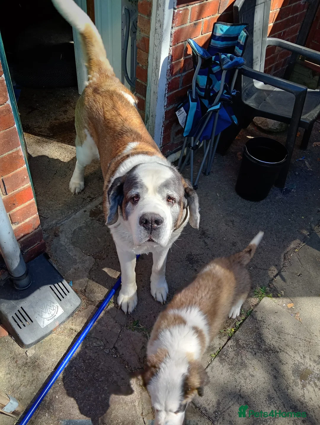Saint Bernard dogs for sale: Beautiful saint Bernard puppies - Advert 2