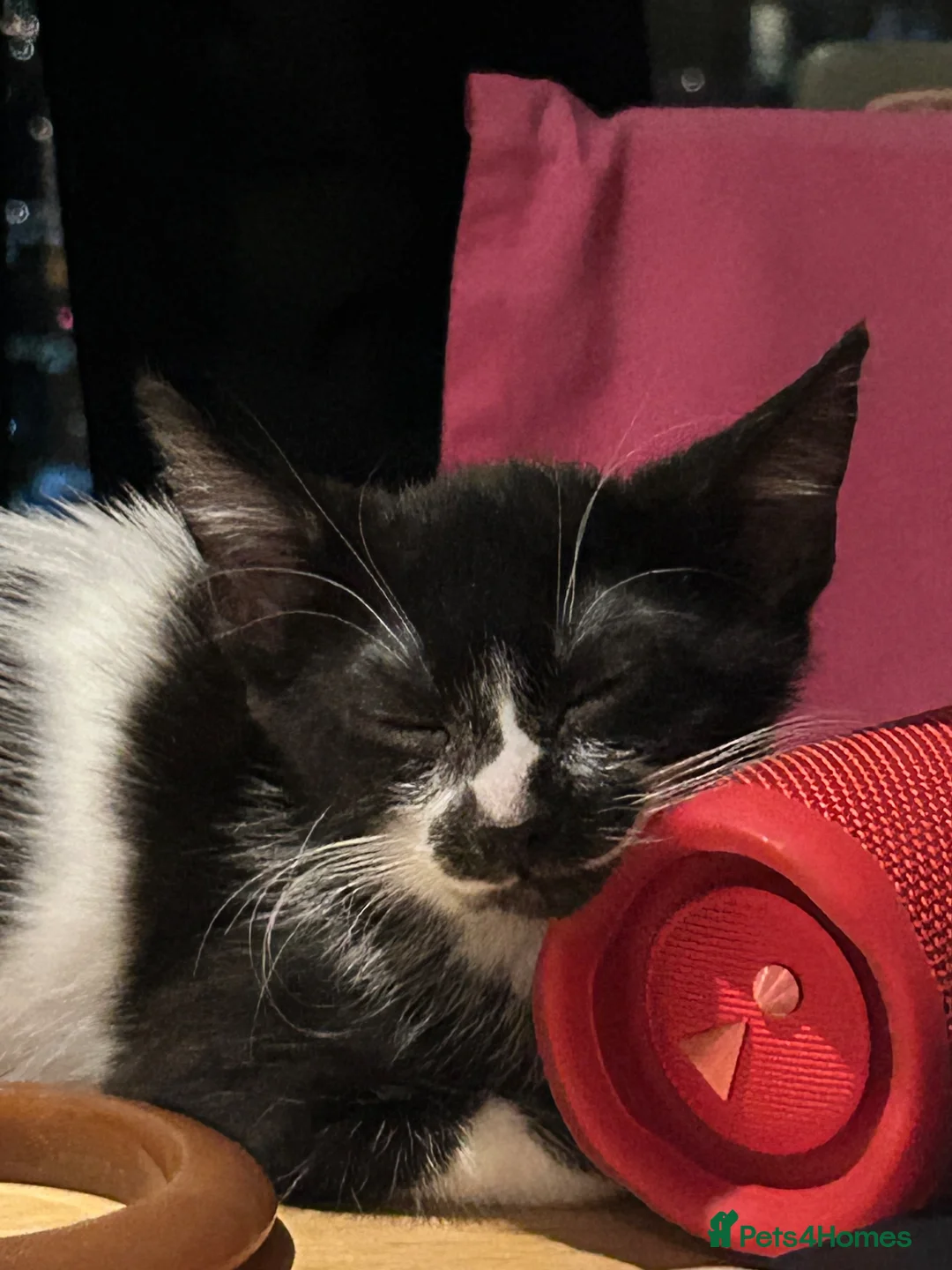 American Shorthair cats for sale: 4-Month-Old Female American Shorthair Kitten in London - Advert 2
