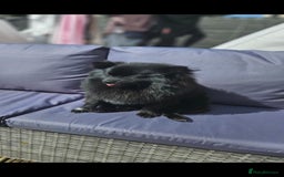 Pomeranian dogs for sale: Pedigree miniature pomeranians - Image 15