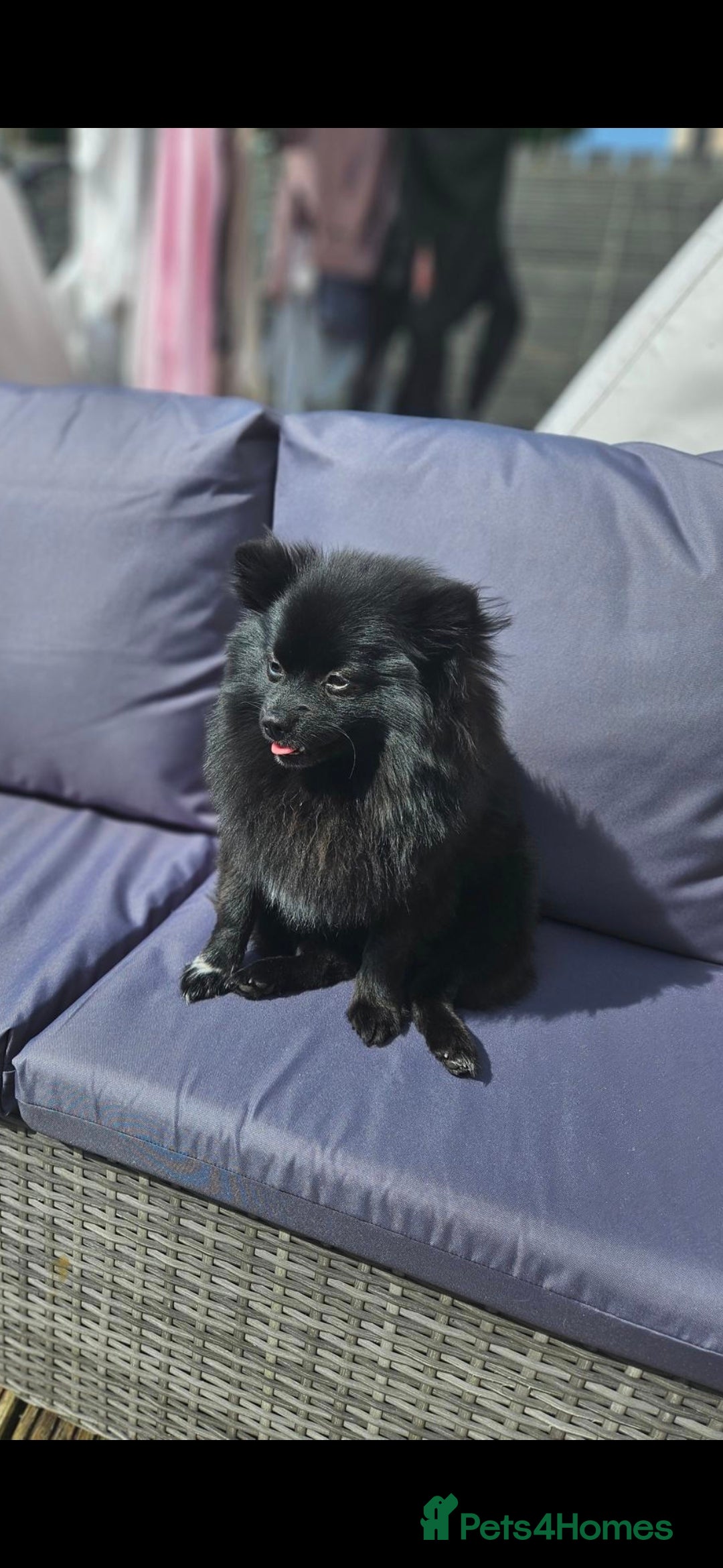 Pomeranian dogs for sale: Pedigree miniature pomeranians - Image 15