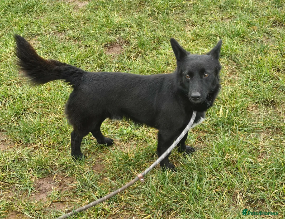 Mixed Breed dogs for adoption: BOB   - Advert 11