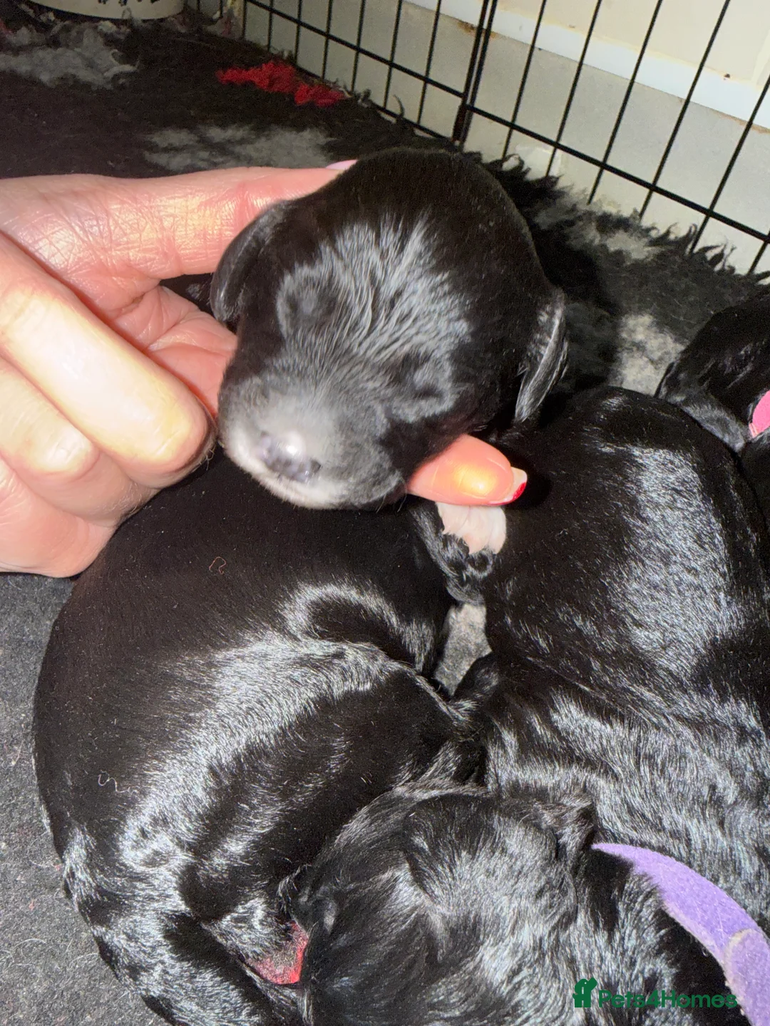 Sproodle dogs for sale: Beautiful sproodle puppies  - Advert 13