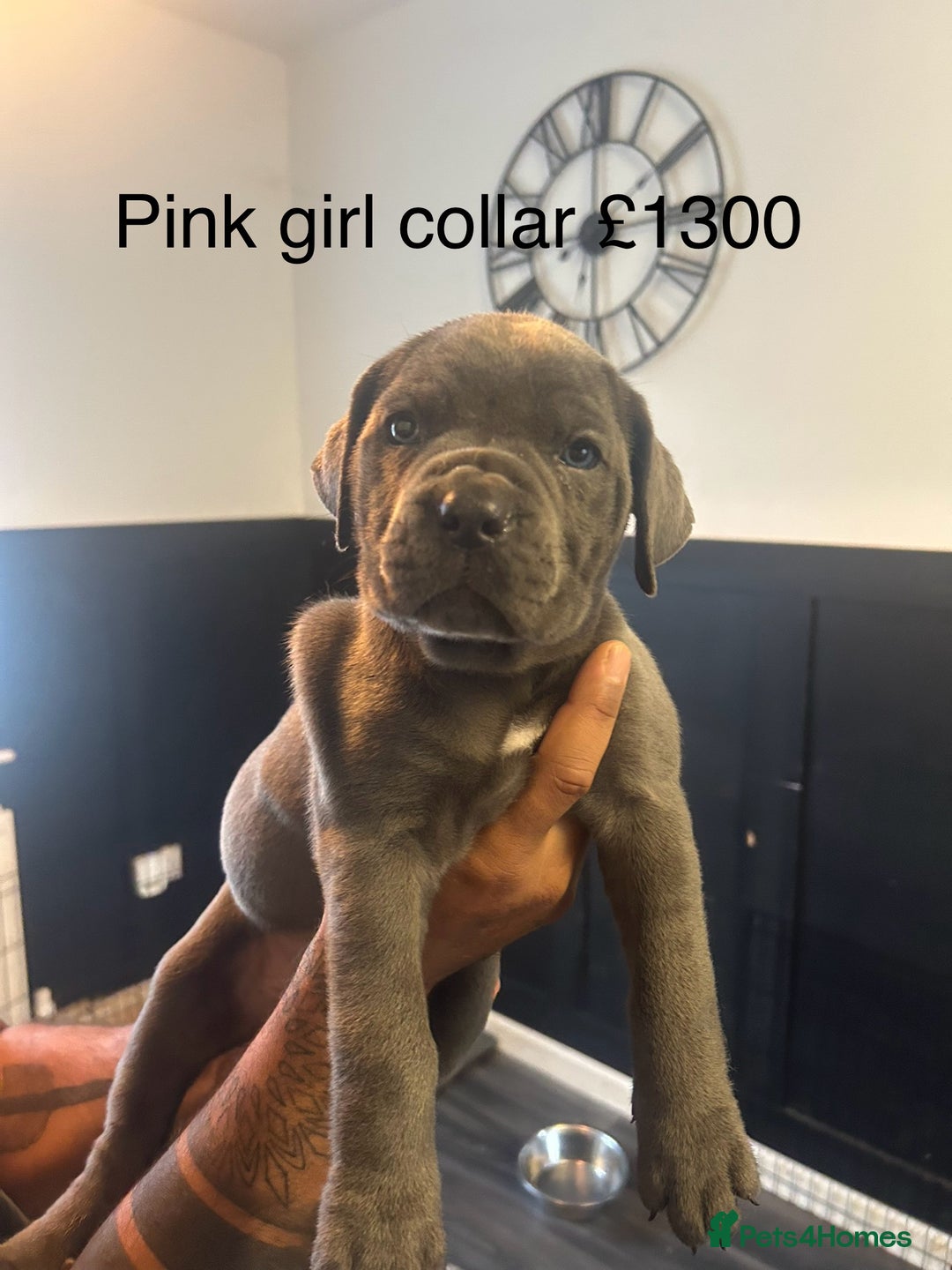 Cane Corso dogs for sale: Cane Corso Puppies  - Advert 3