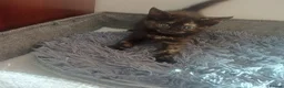 Mixed Breed cats for sale: Lovely Kittens😍😍😍 - Advert 9