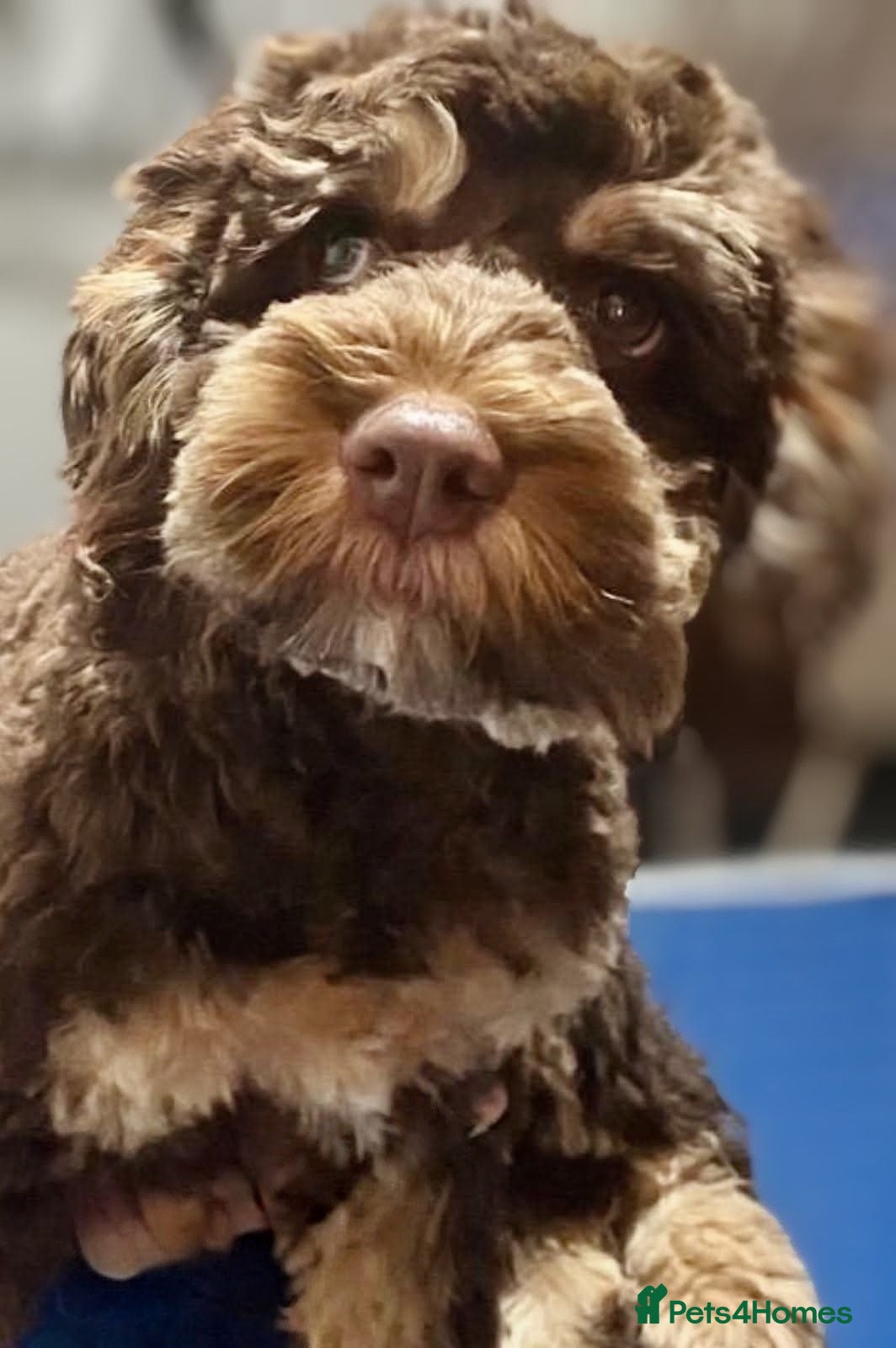 Cockapoo dogs Home Raised American Cockapoo Babies  - Advert 2
