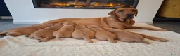 Labrador Retriever dogs for sale: Red fox Labrador puppies. 2 girls available  in Crewe - Advert 4