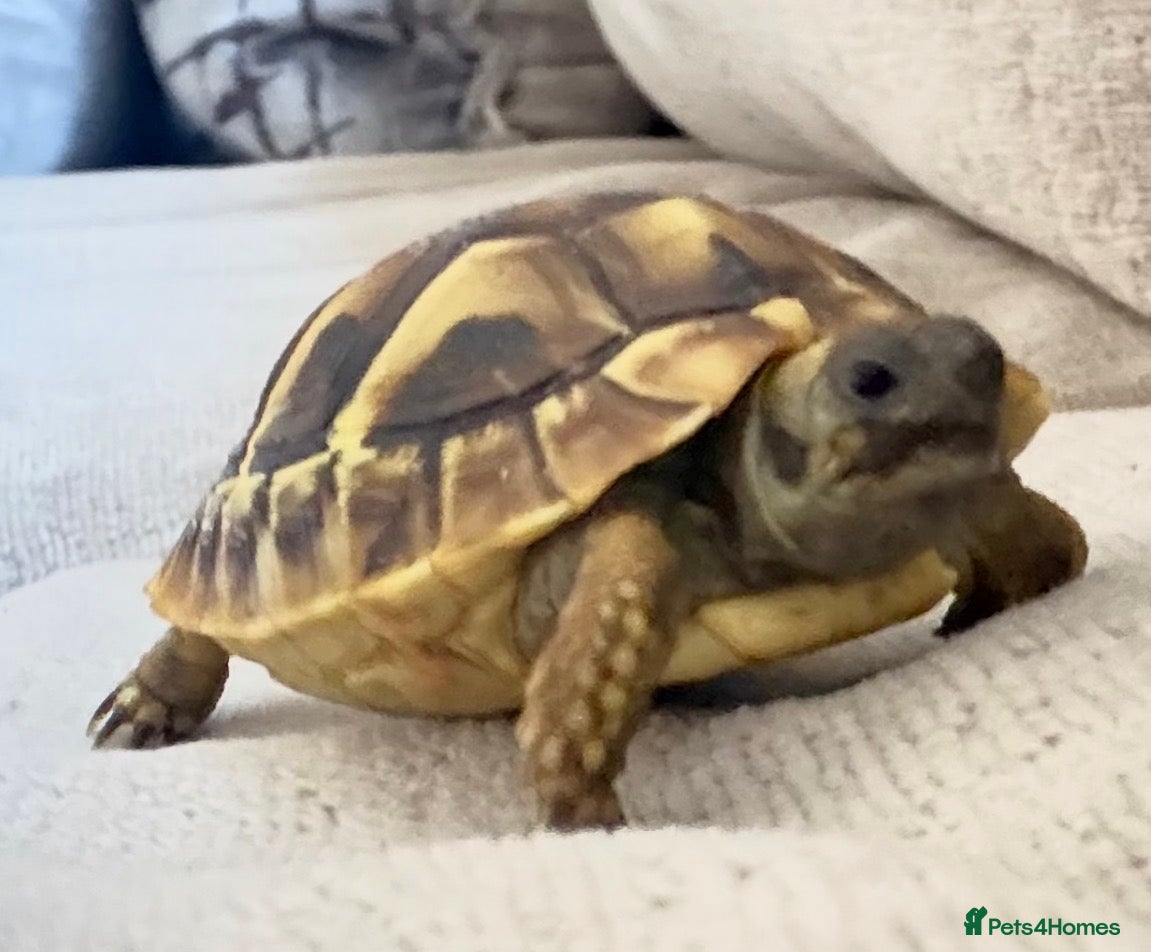 Tortoise reptiles Beloved tortoise looking for new loving home - Advert 3