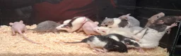 Rat rodents for sale: Baby Dumbo Rats - Advert 5