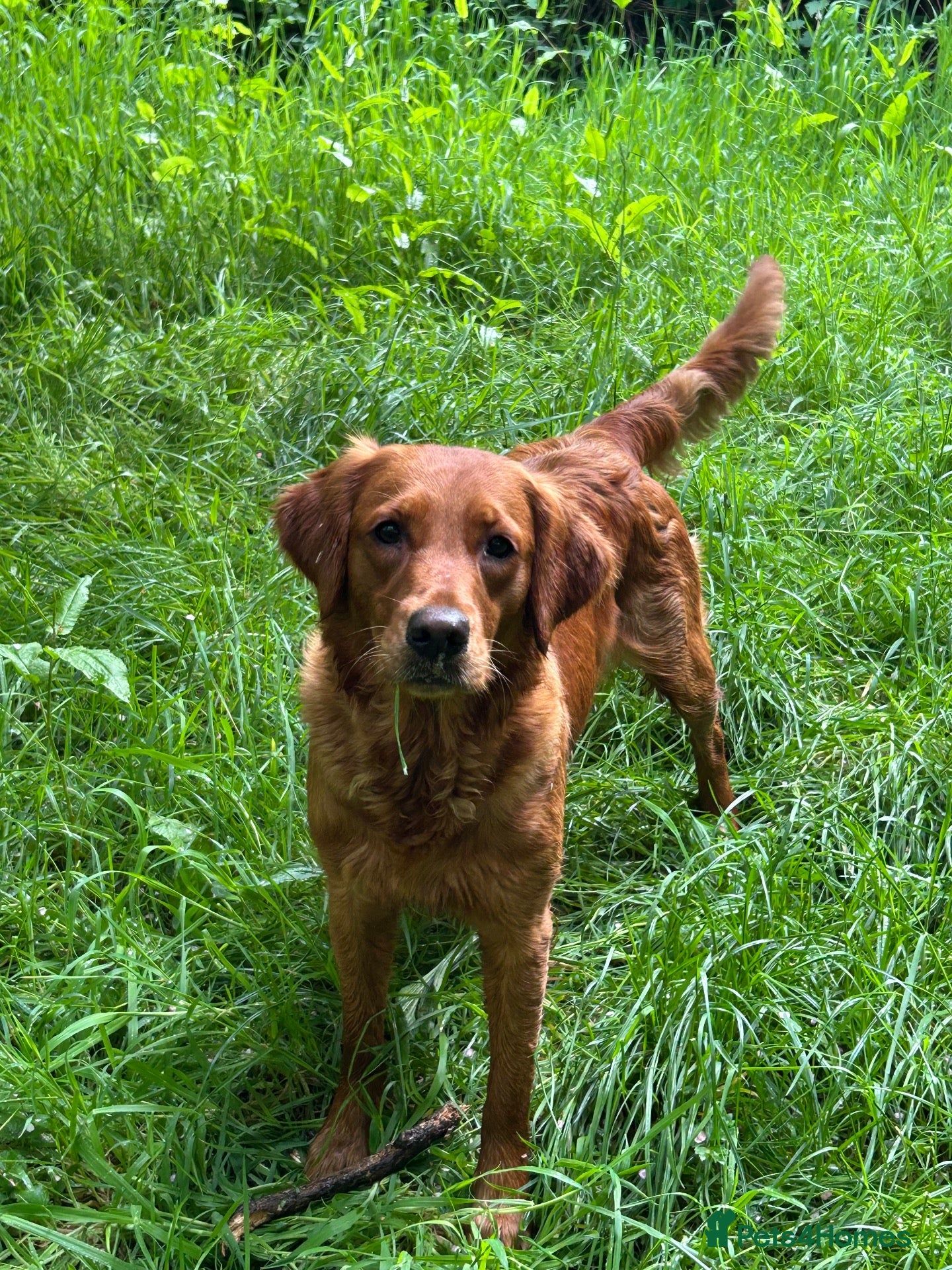 Golden Retriever dogs Beautiful Very dark red golden retriever  - Advert 2