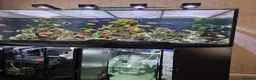 Other/Mixed Breed fish for sale: Full  setup with accessories for sale - Advert 4