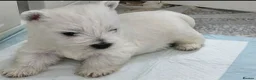 West Highland Terrier dogs for sale: Kc reg, quality Westie WHWT puppies  - Advert 10