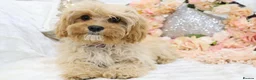 Cavapoo dogs for sale: *HEALTH TESTED*  F1 Cavapoos - Advert 10