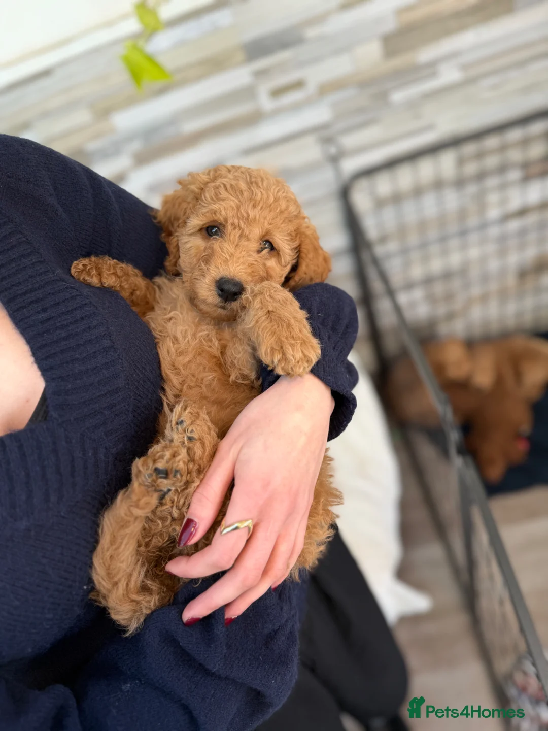 Mini Goldendoodle dogs for sale: Beautiful Miniature Goldendoodles Ready Now - Advert 1