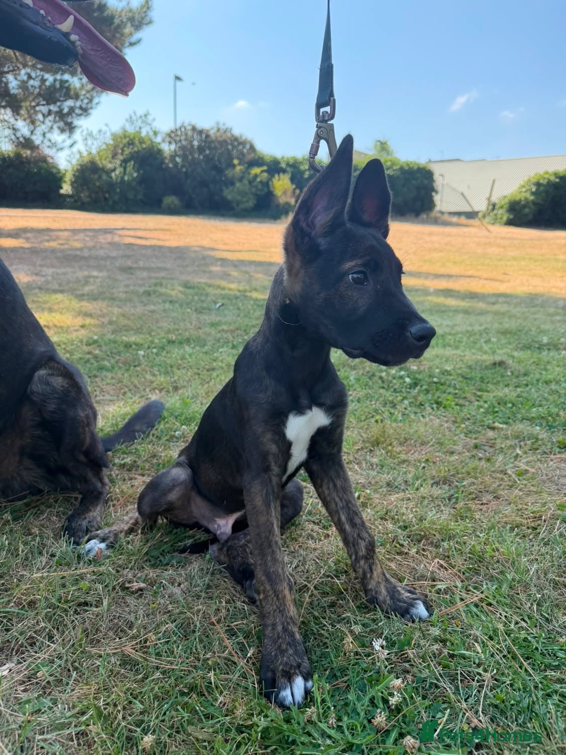 Belgian Shepherd Dog dogs 3 month old Dutch shepherd puppy  - Advert 14