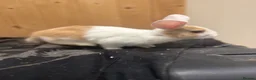 Mini Lion Lop rabbits for sale: Baby Rabbits for sale  - Advert 23