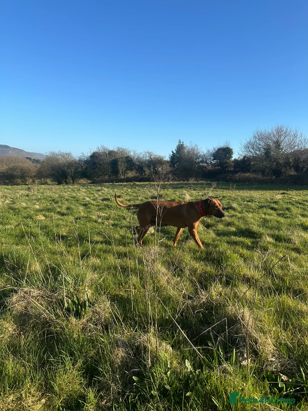 Rhodesian Ridgeback dogs for stud: Maui  in Neath - Advert 2