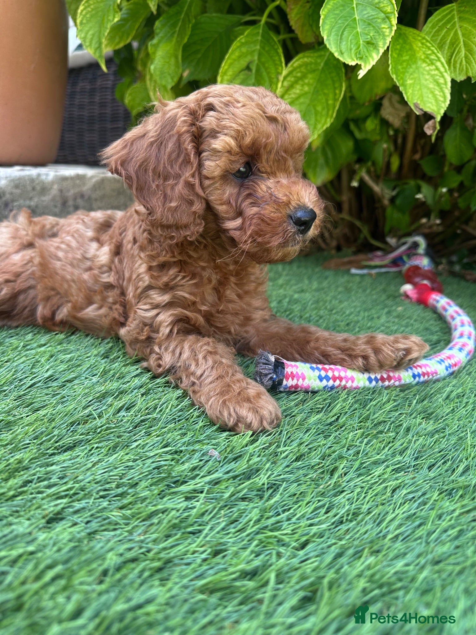 Cavapoo dogs F1B Cavapoo pups looking for their forever home - Advert 2