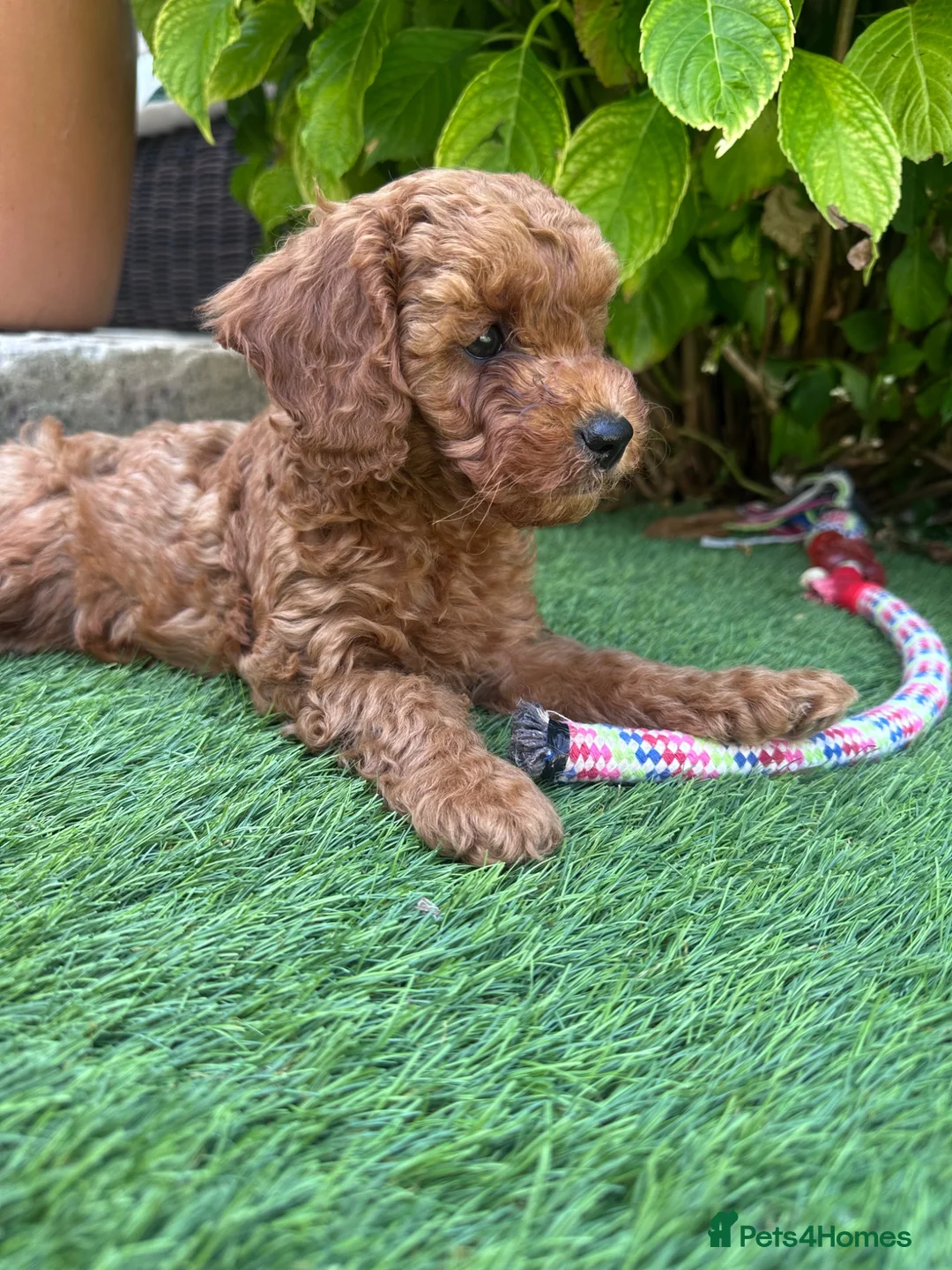 Cavapoo dogs for sale: F1B Cavapoo pups looking for their forever home - Advert 2