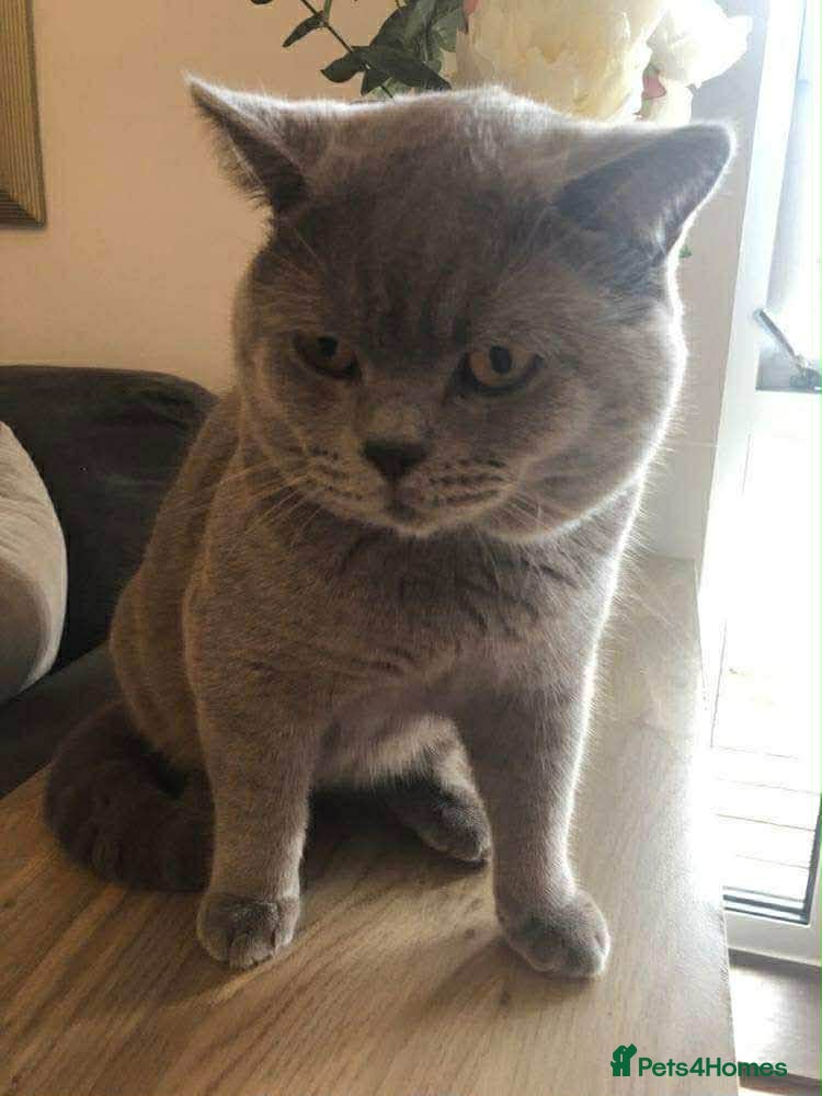 British Shorthair cats lilac british shorthair male - Advert 6