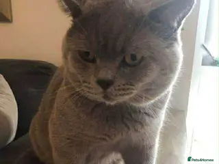 British Shorthair cats lilac british shorthair male - Advert 6
