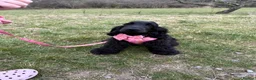 Cockapoo dogs for sale: F1 show line cockapoo puppies - Advert 25