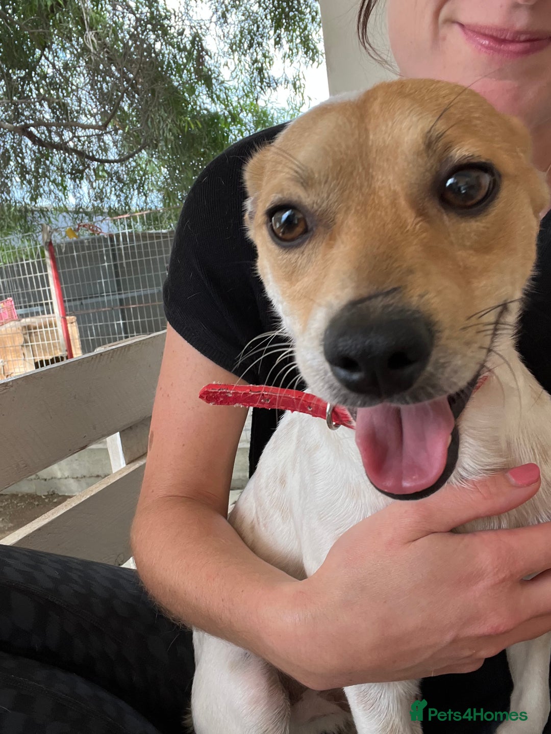 Mixed Breed dogs for adoption: Jeff is waiting for his forever  - Advert 6