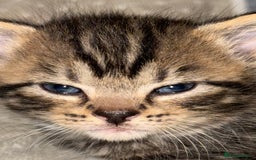 Domestic Shorthair cats for sale: Our babies looking for their forever lovely home - Image 11