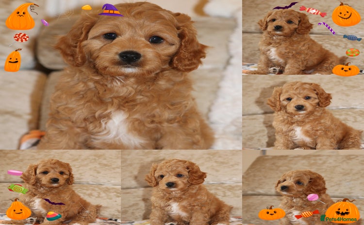 Cavapoo dogs - Advert 5