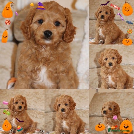 Cavapoo dogs - Advert 4