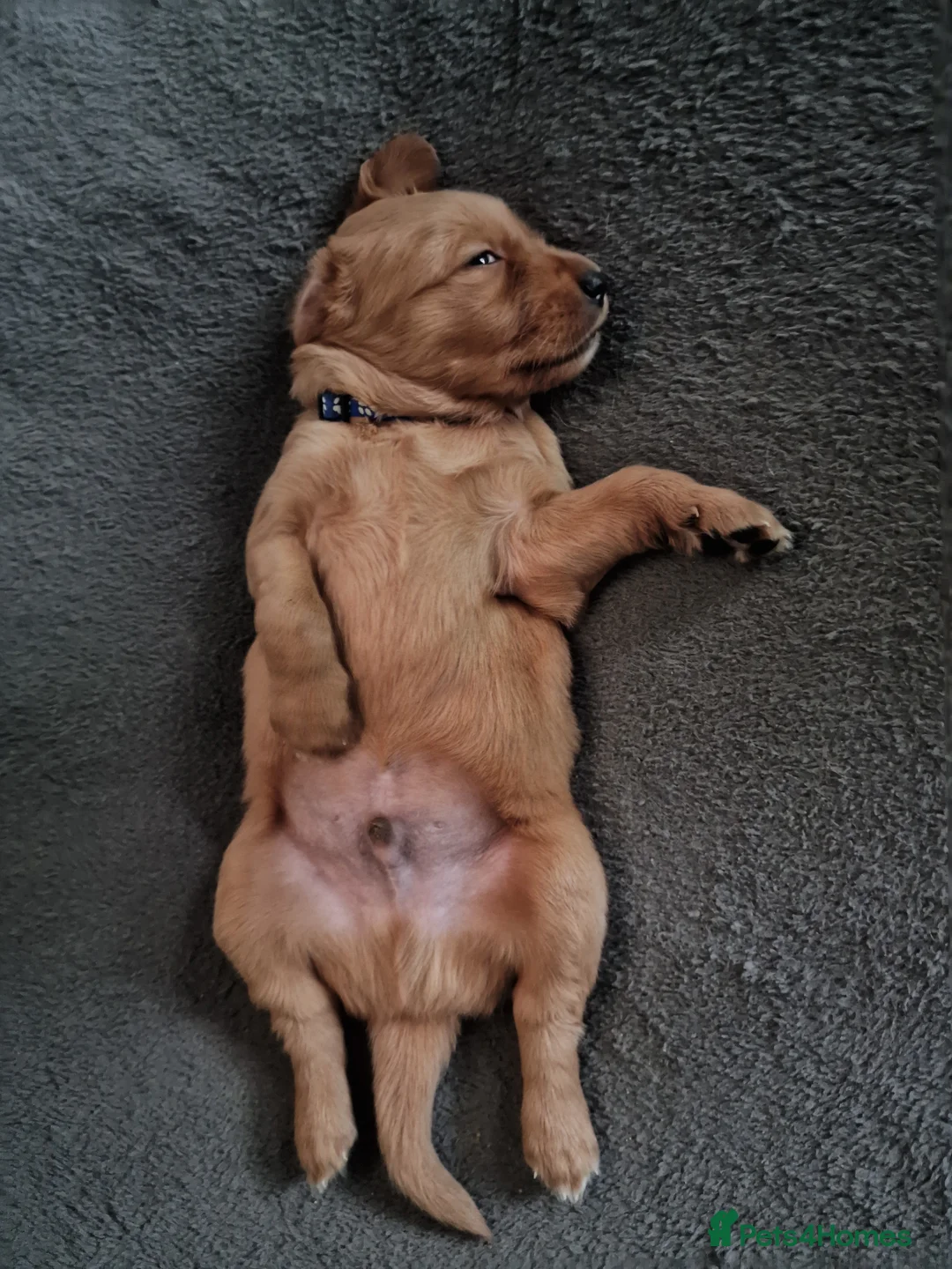 Golden Retriever dogs for sale: Beautiful KC-Registered Golden Retriever Puppies - Advert 34