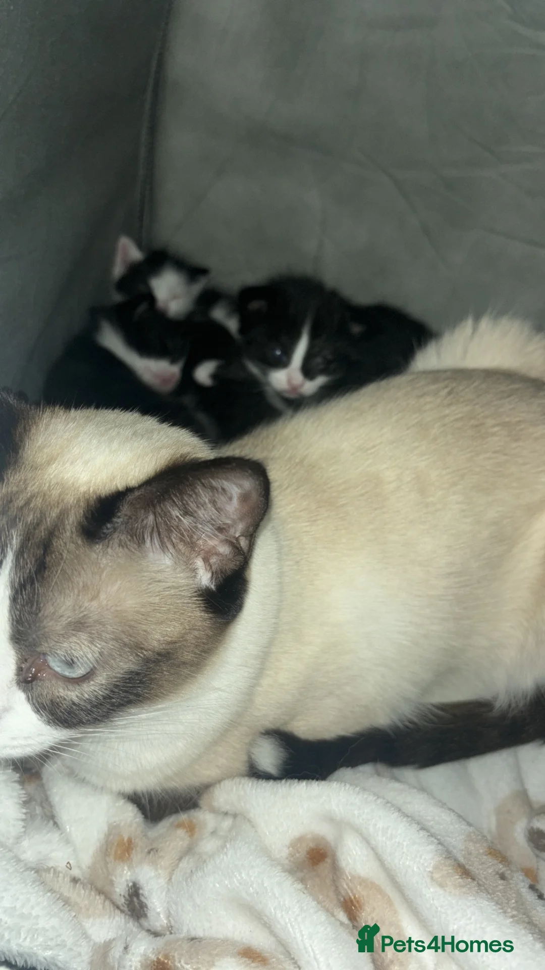 Siamese cats for sale: Half Siamese kittens  in Preston - Advert 2