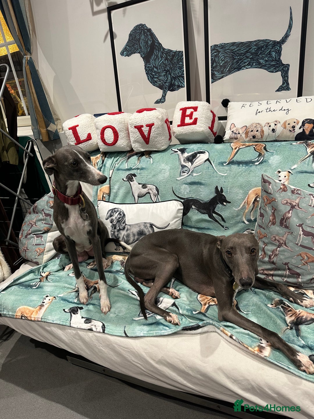 Whippet dogs for sale: Pedigree whippet puppy’s  - Advert 10