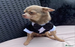 Chihuahua dogs for stud:  Kennel Club Registered Lilac Tricolour at stud in Luton - Image 5