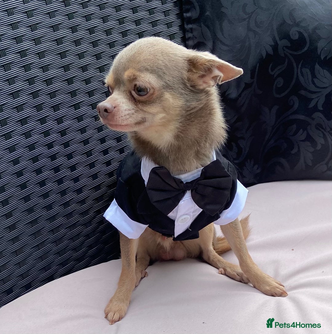 Chihuahua dogs for stud:  Kennel Club Registered Lilac Tricolour at stud in Luton - Image 5