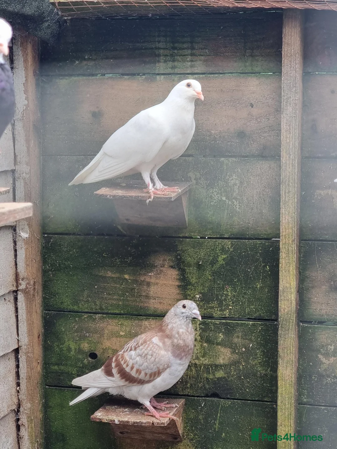 Pigeons birds for sale: Young tipplers,tumblers and racers for sale £3 - Advert 2