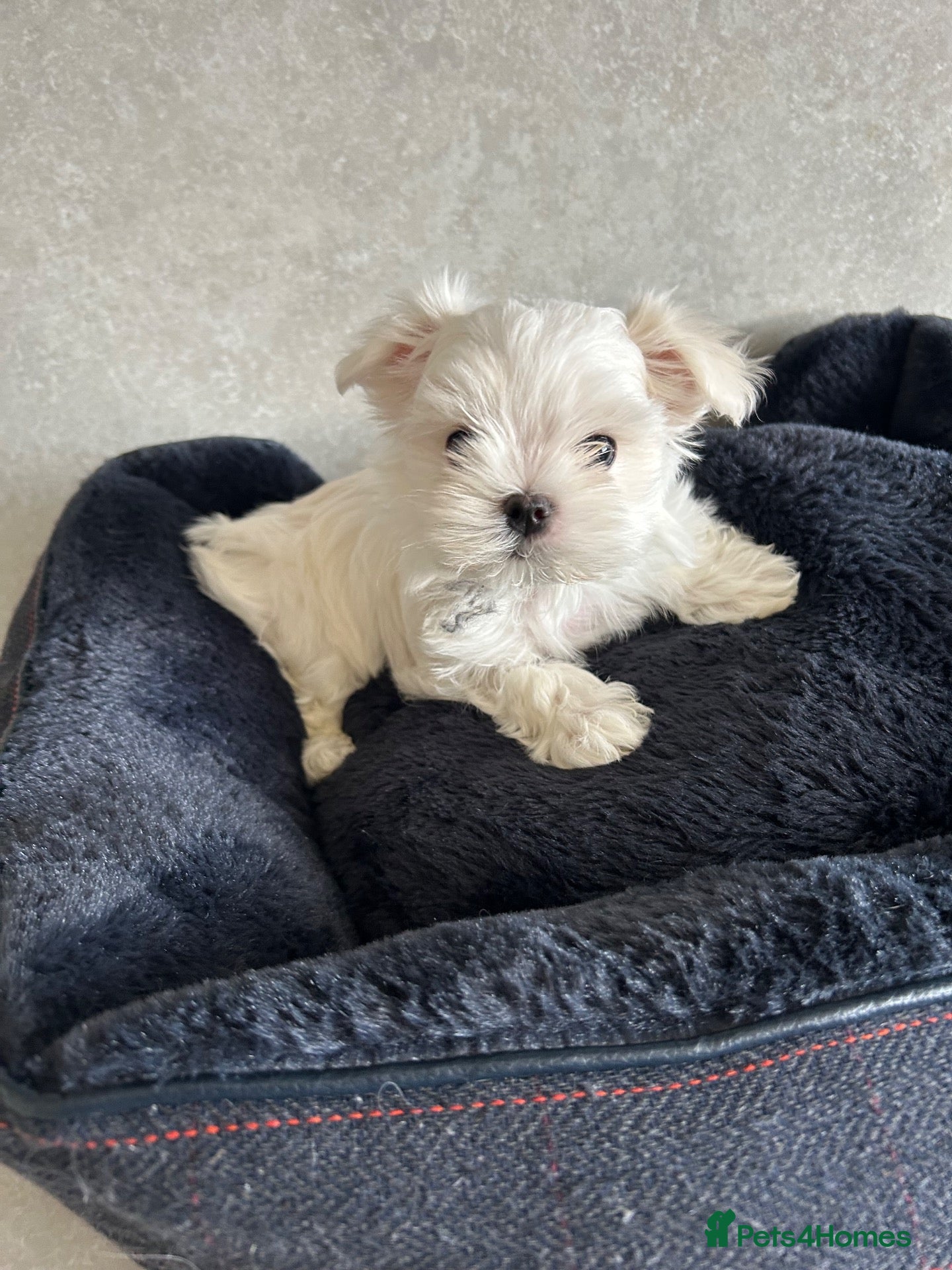 Maltese dogs KC Reg Korean Maltese Puppies Ready now  - Advert 18
