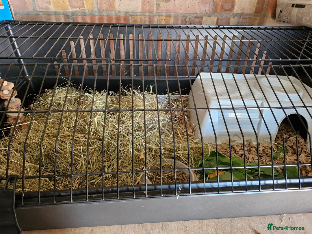 Guinea Pig rodents for sale: 6 month old male teddy guinea pig and cage - Image 7