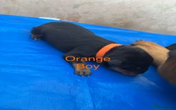 Rottweiler dogs for sale: Rottweiler puppies - Image 3