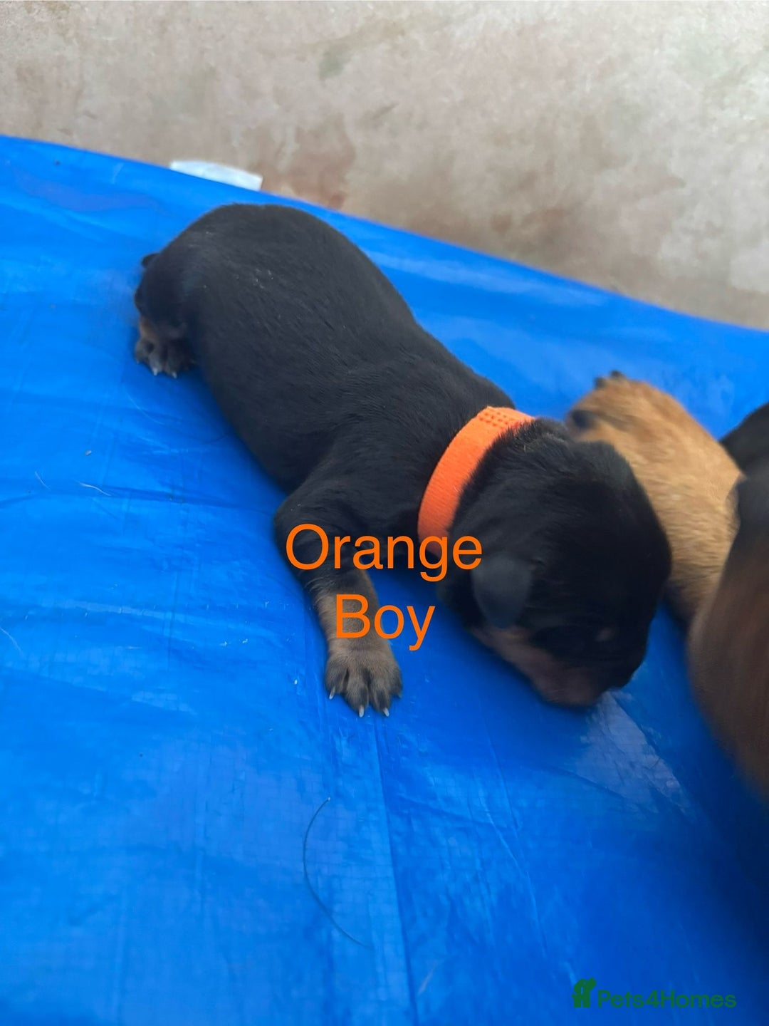 Rottweiler dogs for sale: Rottweiler puppies - Image 3