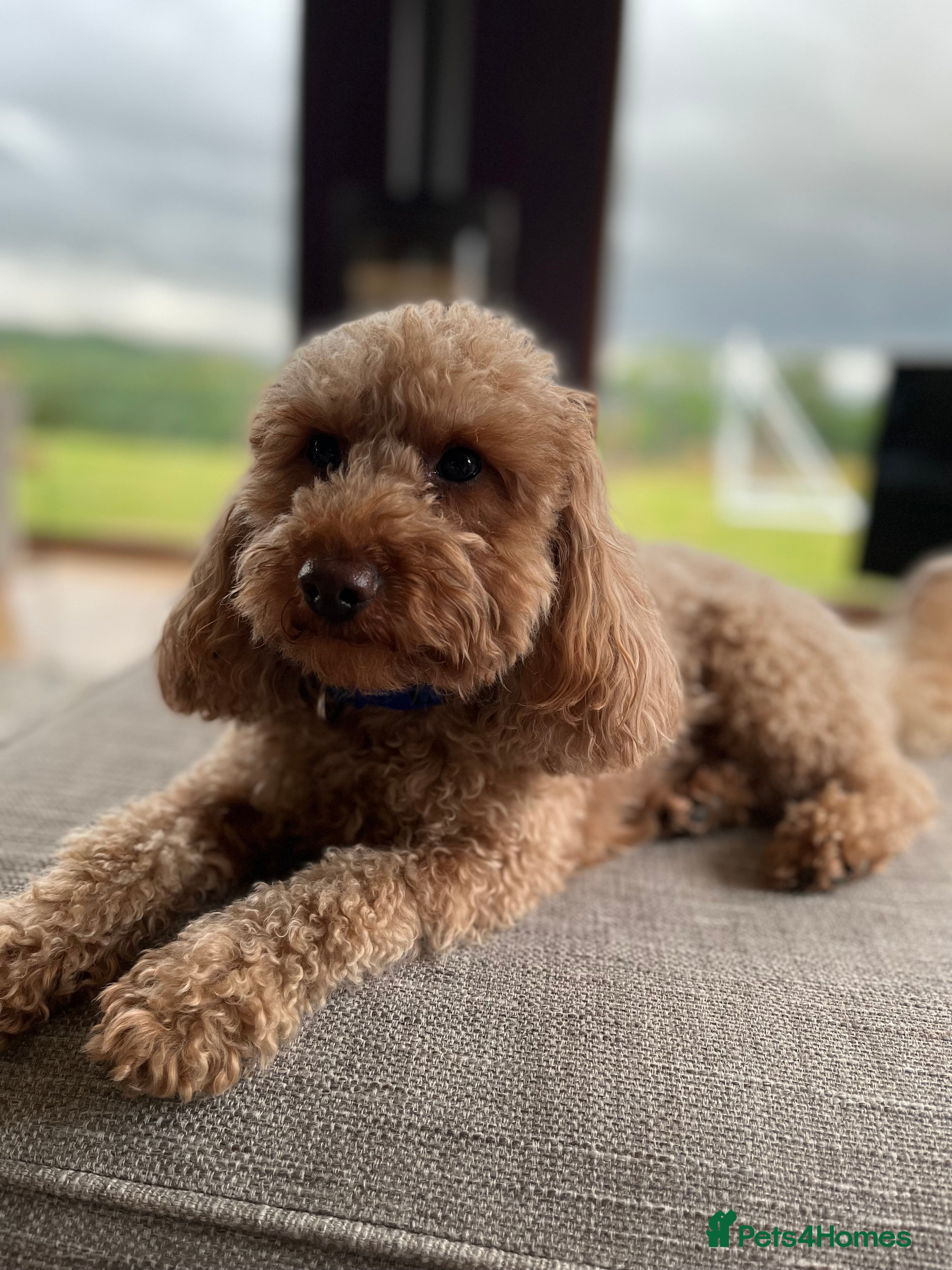 Miniature Poodle dogs Health Tested Miniature Poodle Stud in Ruthin - Advert 5