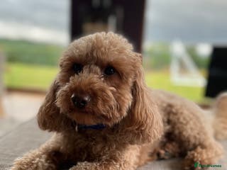 Miniature Poodle dogs Health Tested Miniature Poodle Stud in Ruthin - Advert 6