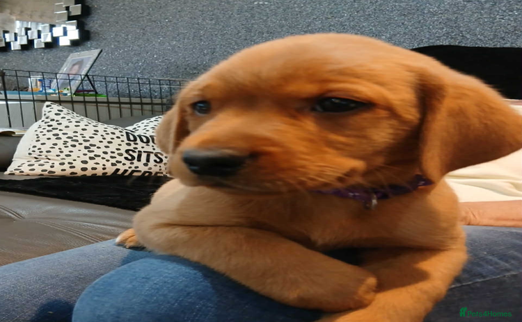 Labrador Retriever dogs - Advert 2