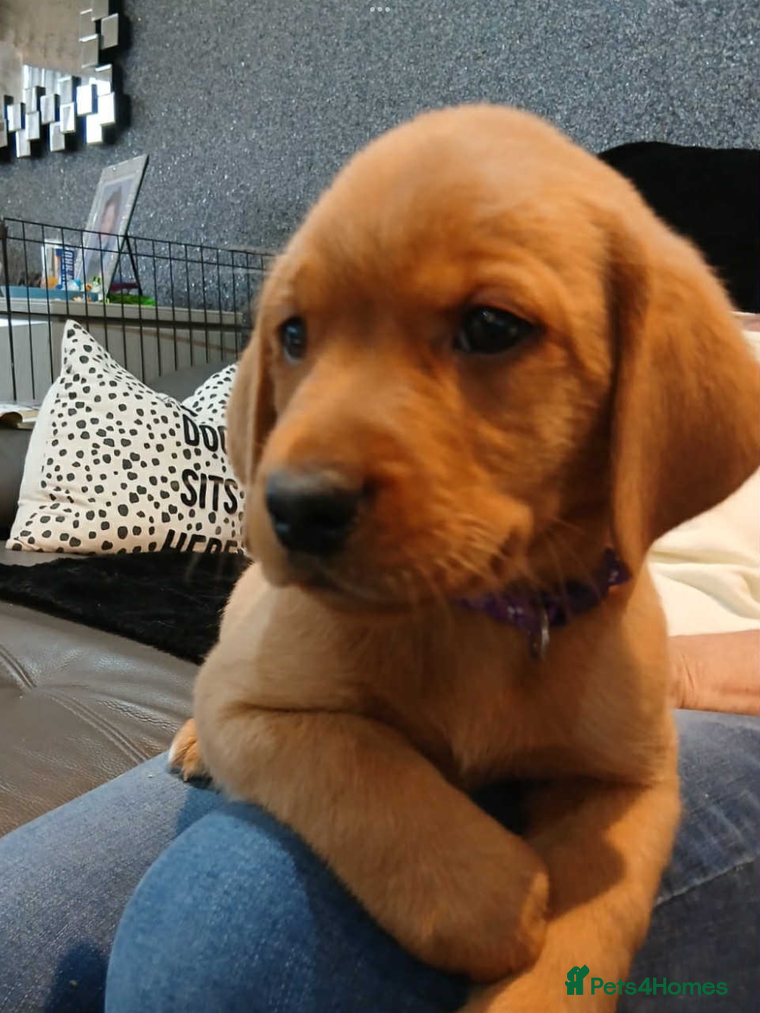 Labrador Retriever dogs for sale: KC Reg Fox Red Labrador pups.Council licensed. - Image 1