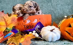 Miniature Poodle dogs for sale: Beautiful Miniature Poodle pups  - Image 13