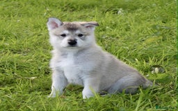 Utonagan dogs for sale: Utonagan  - Image 1