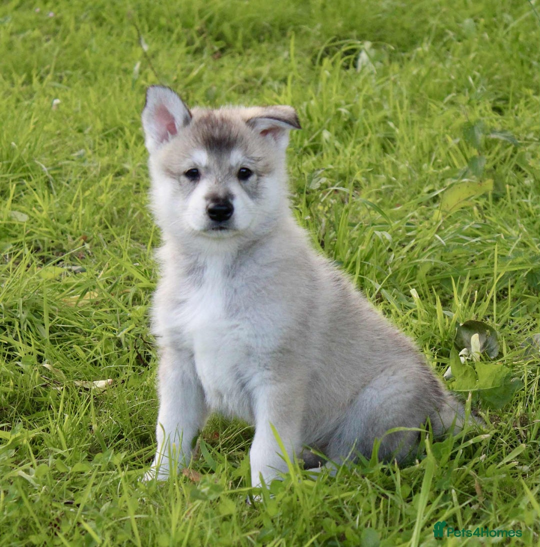 Utonagan dogs for sale: Utonagan  - Image 1